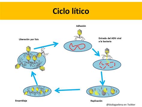 ciclo litico - ciclo de vida de um produto